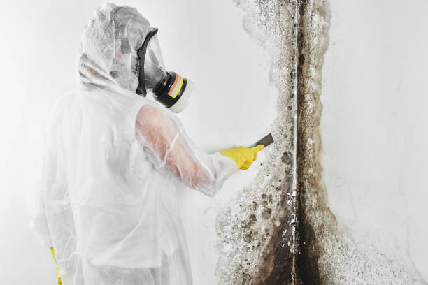 Forensic Mold Investigation in Chester, MD